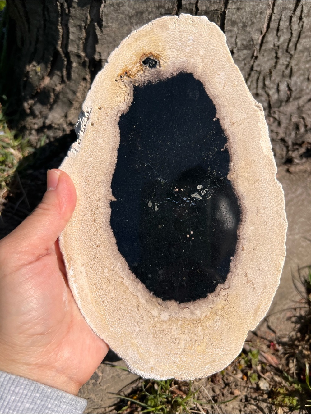 Petrified (12) wood slab with stand | crystal